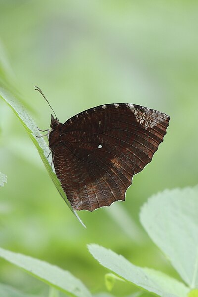 File:Close wing position basking of Elymnias hypermnestra Linnaeus, 1763 – Common Palmfly (Male).jpg