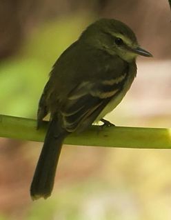 Fuscous flycatcher species of bird