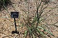 Switchgrass Panicum Vigatum 'Heavy Metal'