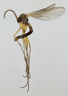 Coelosia tenella Species of fly