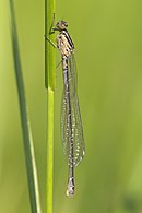 female newly emerged