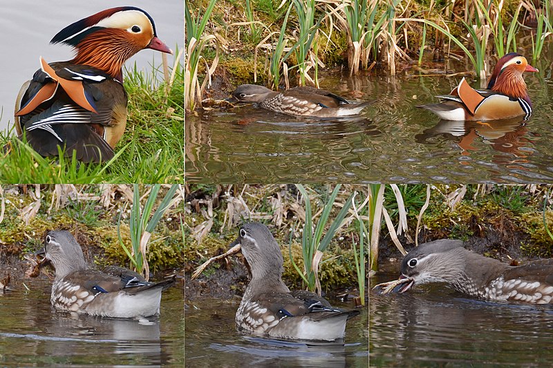 File:Collage of a female Mandarin duck that is swallowing a frog alive^ The male is watching - panoramio.jpg