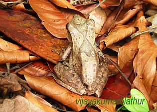 Dorsal view