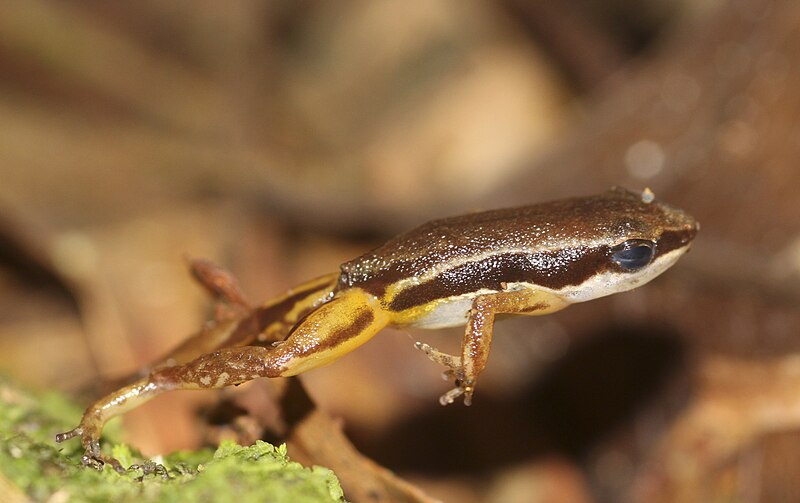 File:Colostethus flotator jumping.jpg