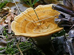 Весенние съедобные грибы фото и название. Coltricia perennis. Сухлянка двухлетняя Coltricia perennis. Трутовик Сухлянка. Сухлянка гриб.