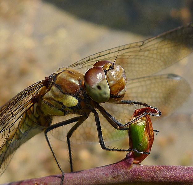 File:Common Darter. Sympetrum striolatum. - Flickr - gailhampshire (1).jpg