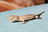 Common House Gecko with open mouth, in Laos.jpg