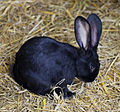 * Nomination Rabbit (Oryctolagus cuniculus), Tierpark Hellabrunn, Munich, Germany --Poco a poco 19:24, 27 January 2015 (UTC) * Promotion Nice and QI -- Spurzem 20:21, 27 January 2015 (UTC)