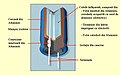 Construcție tipică a unui condensator electroltiic din Aluminiu cu electrolit lichid