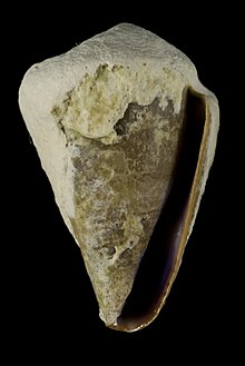 Conus taitensis (MNHN-IM-2013-40051).jpeg