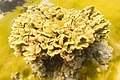 * Nomination Coral (Turbinaria reniformis), Ras Muhammad National Park, Egypt --Poco a poco 15:42, 25 July 2022 (UTC) * Promotion Good quality. --Snowmanstudios 19:04, 25 July 2022 (UTC)