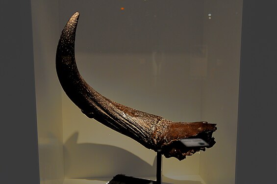 Skeleton of auroch, horn