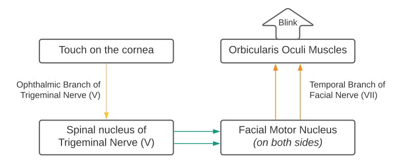 File:Corneal Reflex Pathway Flowchart.svg