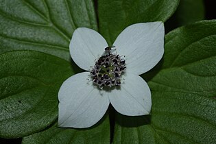 Cornus canadensis, detail