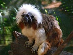 Lisztaffe (Saguinus oedipus)