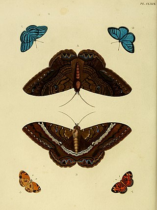 <i>Cepheuptychia</i> Genus of butterflies