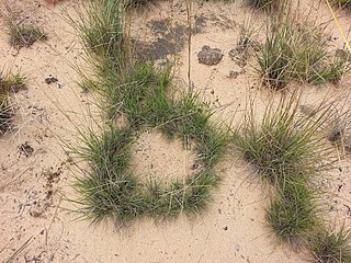 <i>Craspedorhachis</i> Genus of grasses