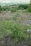 Crataegus pentagyna