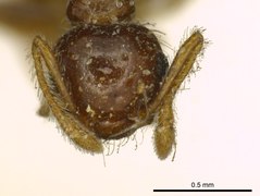 Crematogaster carinata ant