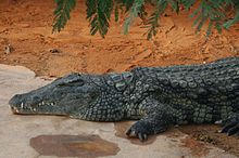 Le crocodile du Nil.