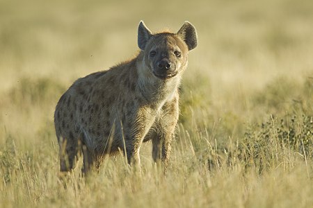 English: Adult spotted hyena (Crocuta crocuta) in Etosha National Park