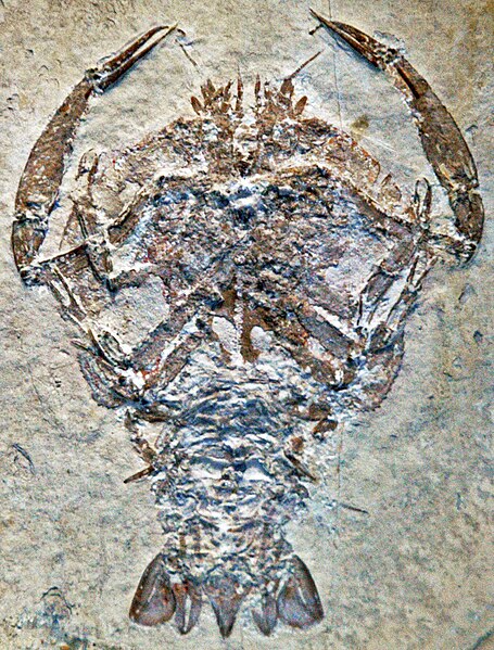 File:Cycleryon propinquus (fossil crustacean) Solnhofen Limestone.jpg