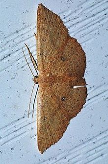 Cyclophora packardi - Packard's Wave Moth (14092612890).jpg