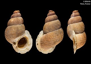 <i>Chondrothyra</i> Genus of gastropods