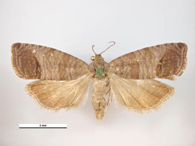 Image: Cydia pomonella male dorsal