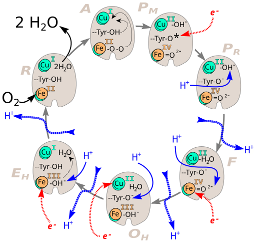 File:Cyt aa3 - part 1 asw.svg