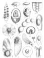 Dalbergieae pods and flowers Taub126.png