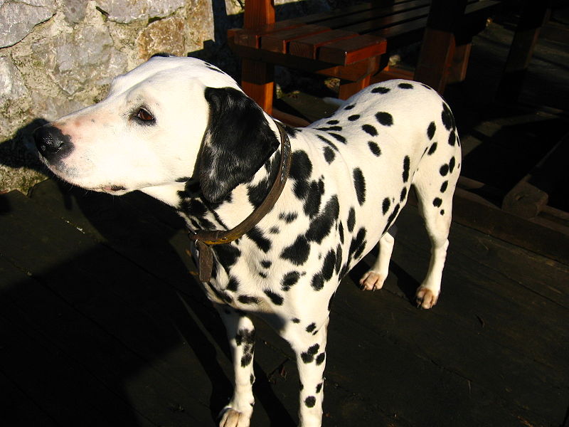 File:Dalmatian in Croatia.JPG