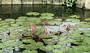 English: Pokuna with red water lilly (Nymphaea pubescens) Polski: Pokuna z kwiatami indyjskiej wodnej lili (Nymphaea pubescens)