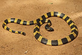 Szalagos krait