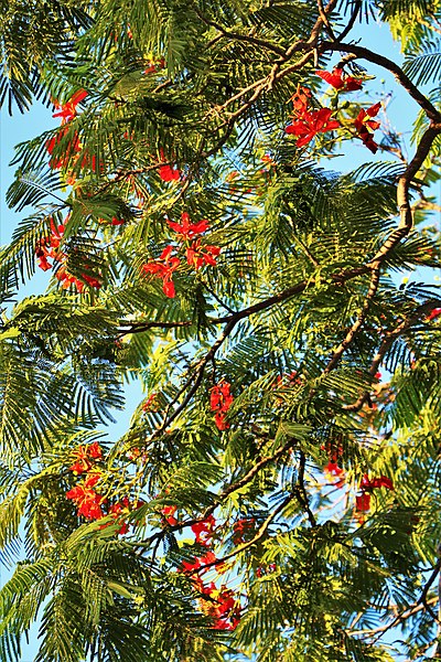 File:Delonix regia 24.jpg