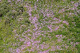Delosperma cooperi (Aizoaceae) Pink carpet