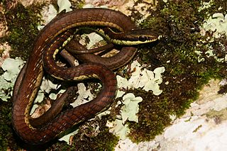 <span class="mw-page-title-main">Schokar's bronzeback</span> Species of snake