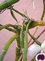 Dendrobium anosmum
