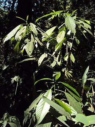 <i>Dendrocnide sinuata</i> Species of flowering plant