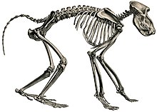 Chacma baboon skeleton Description iconographique comparee du squelette et du systeme dentaire des mammiferes recents et fossiles (Papio ursinus).jpg