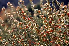 Desert globemallow (Sphaeralcea ambigua) (14212564038).jpg