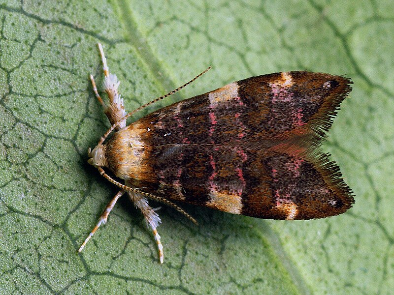 File:Deuterogonia pudorina (41167537091).jpg