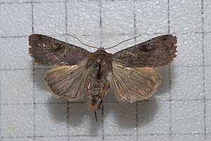 Diarsia canescens.jpg