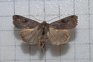 <i>Diarsia canescens</i> Species of moth