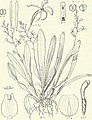 Liparis epiphytica fig. 286 H.G.Adolf Engler: Die Pflanzenwelt Afrikas Leipzig (1910)