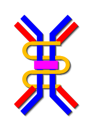 Schematic of immunoglobulin A dimer showing H-chain (blue), L-chain (red), J-chain (magenta) and secretory component (yellow). Dimeric IgA schematic 01.svg