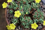 Dionysia gaubae