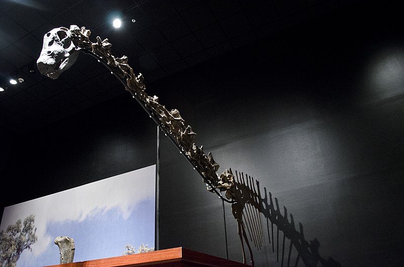 File:Diplodocus skull and neck - Museum of the Rockies - 2013-07-08.jpg