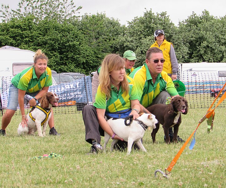 File:Dogs lining up to race.jpg