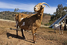 Une chèvre avec les pampilles bien visibles au niveau du cou.